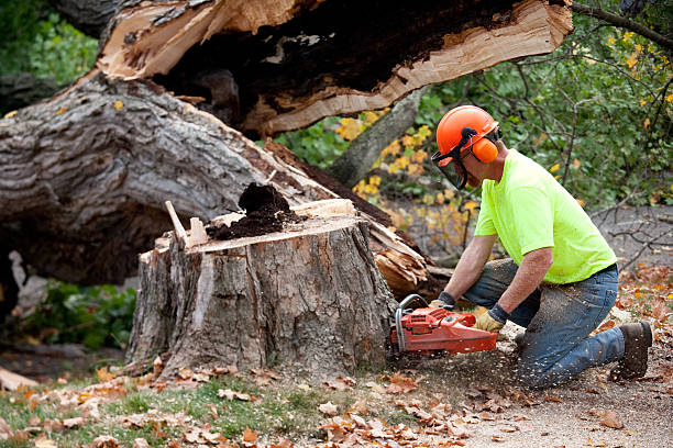 Best Tree Preservation Services  in Santa Rosa, NM